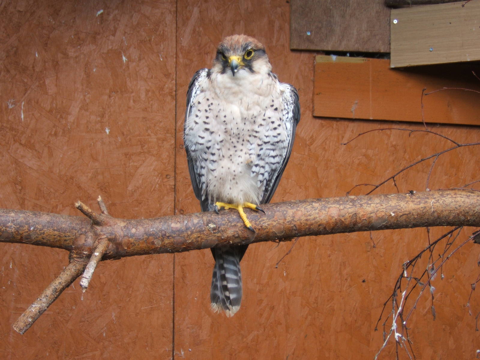 Lanner Falcon