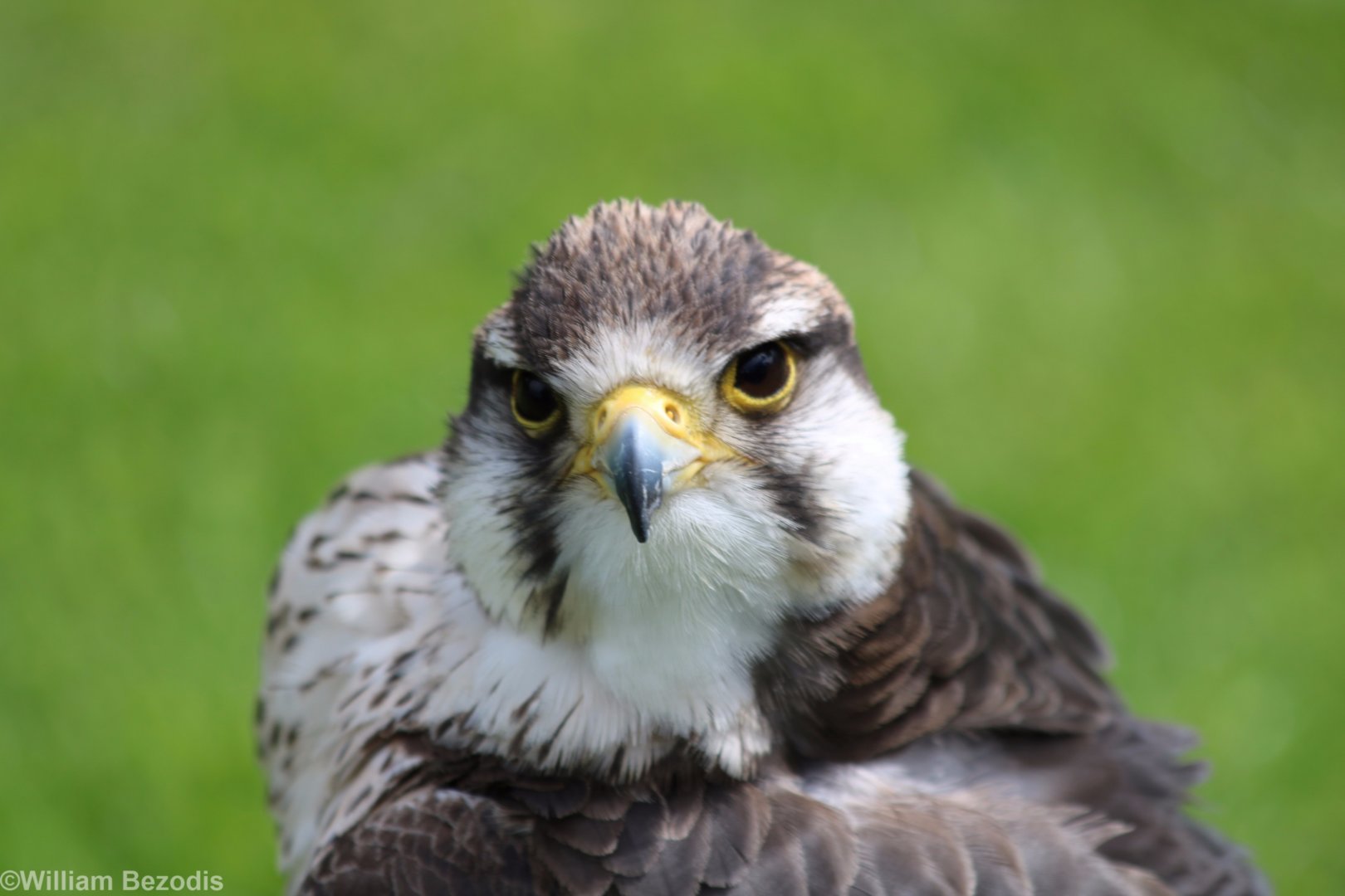 Lanner Falcon