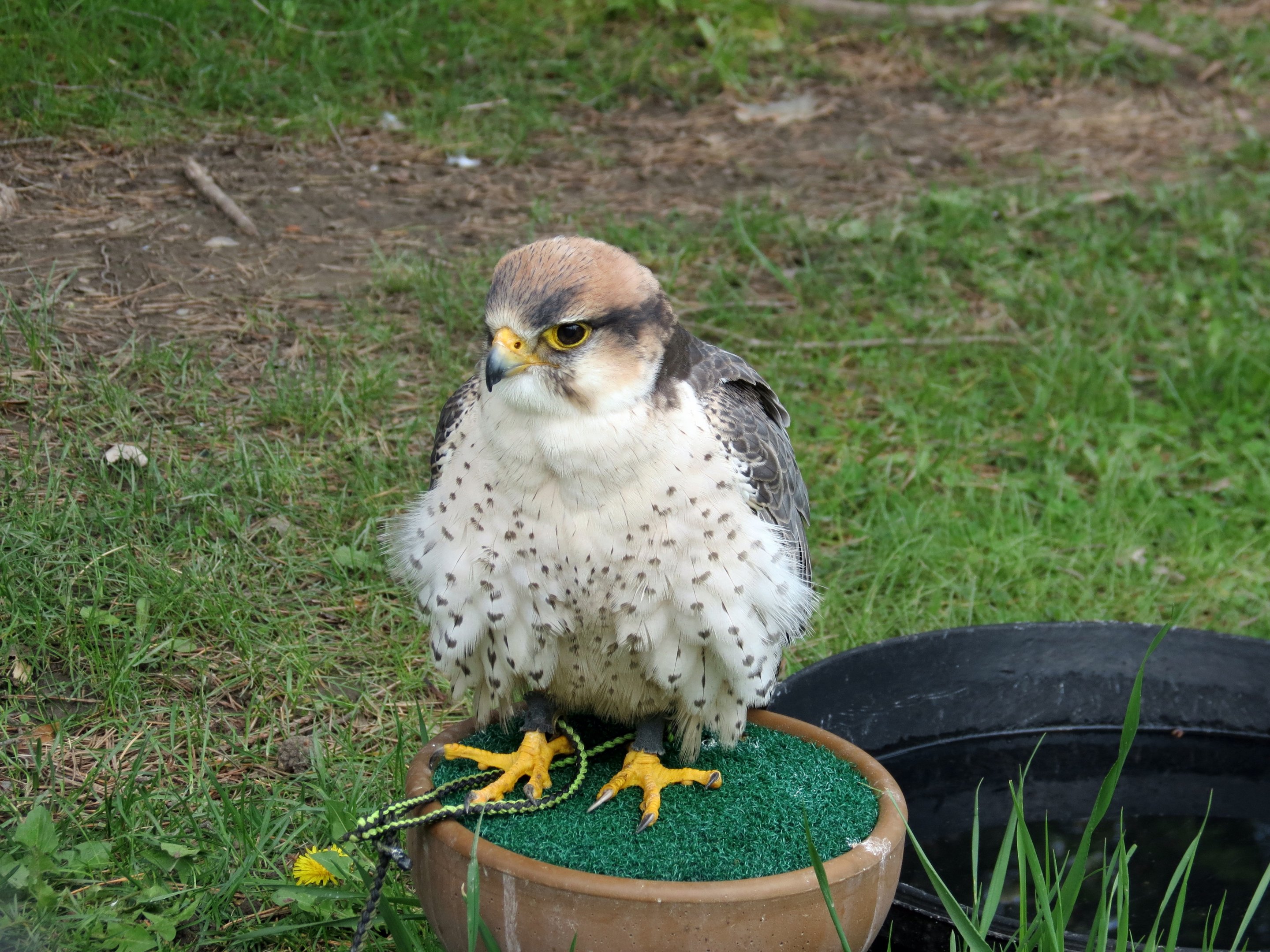 Lanner Falcon