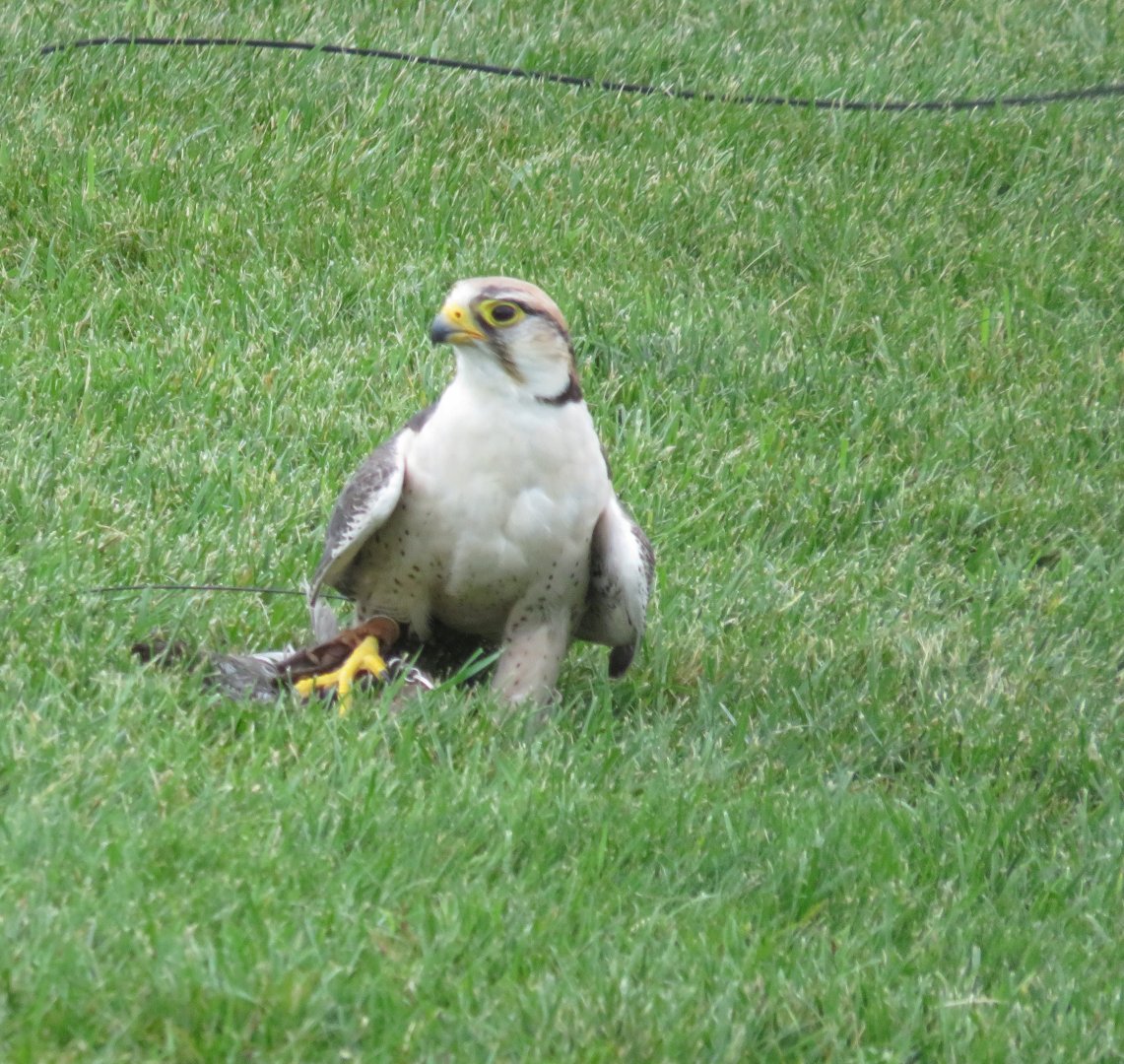 Lanner falcon