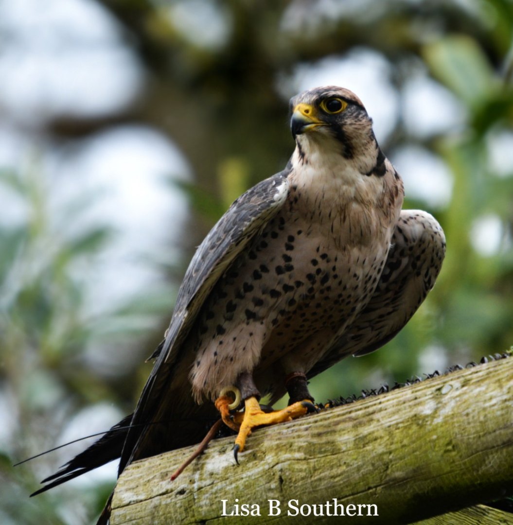 Lanner Falcon