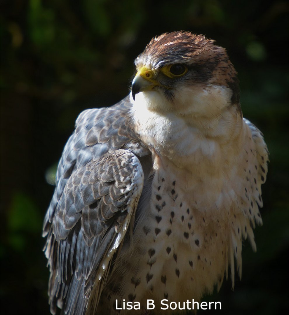 Lanner Falcon