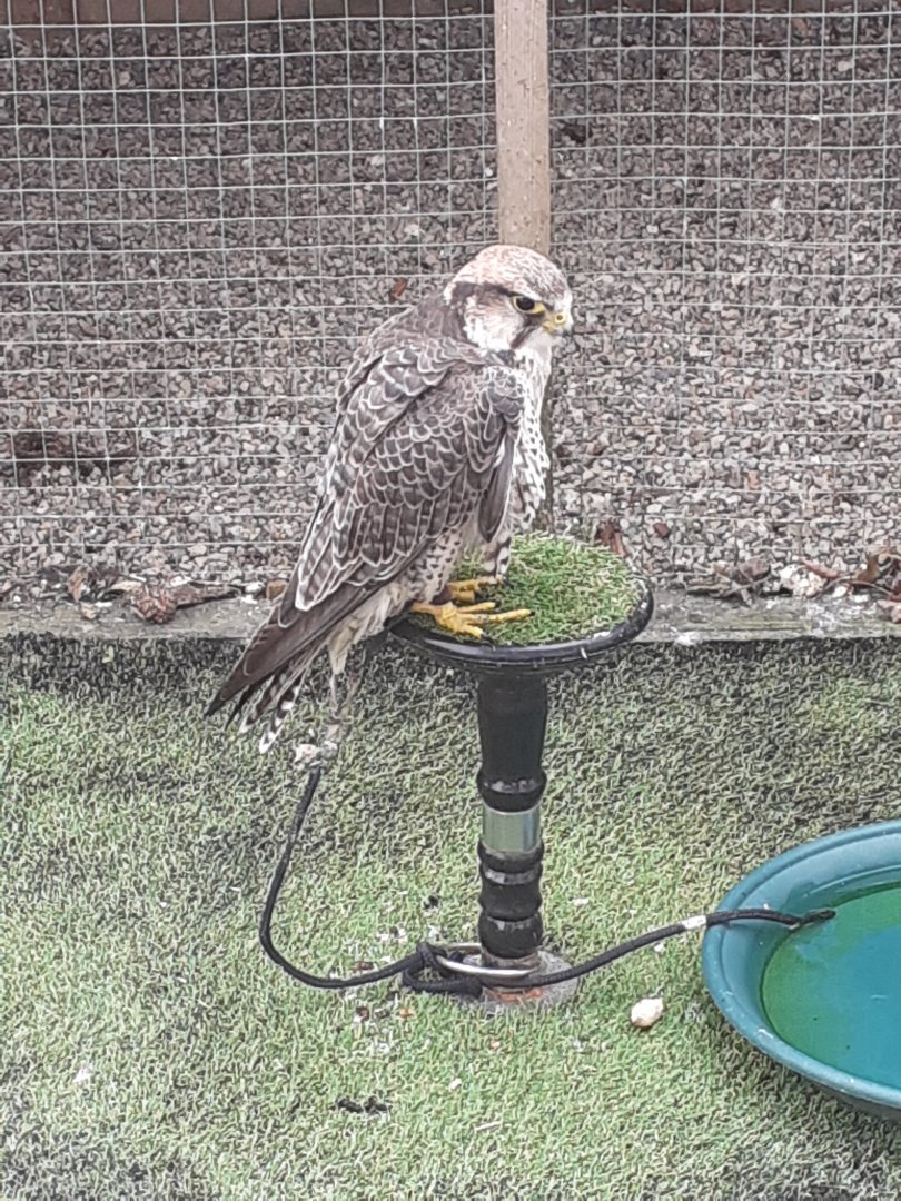 Lanner falcon