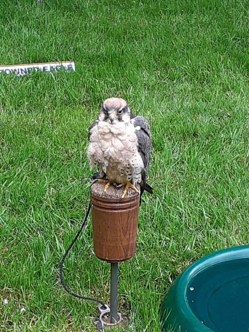 Lanner falcon