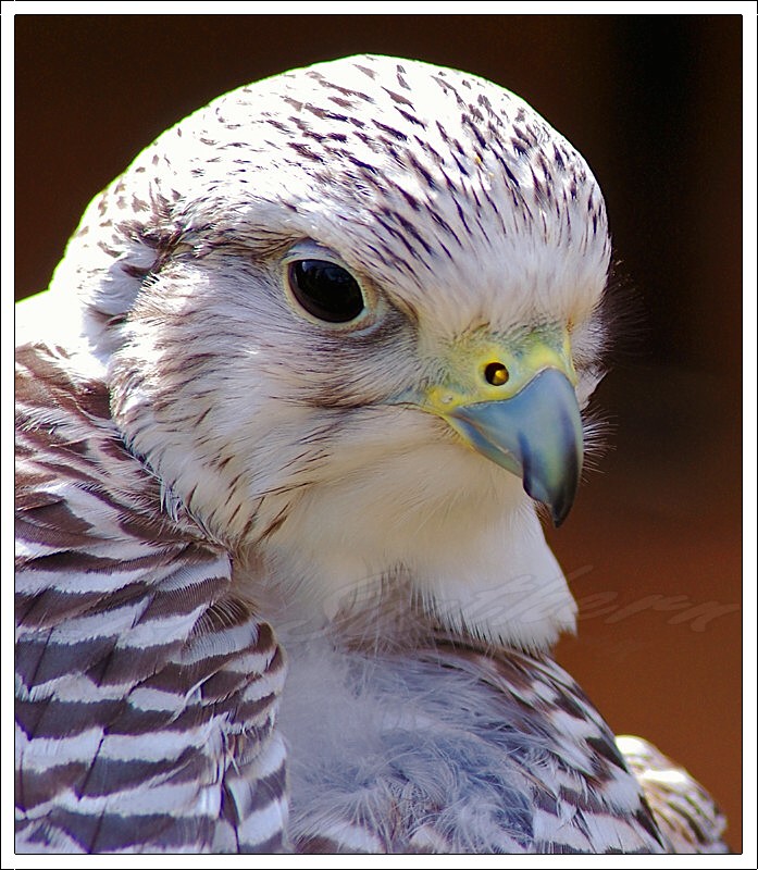 Lanner Falcon