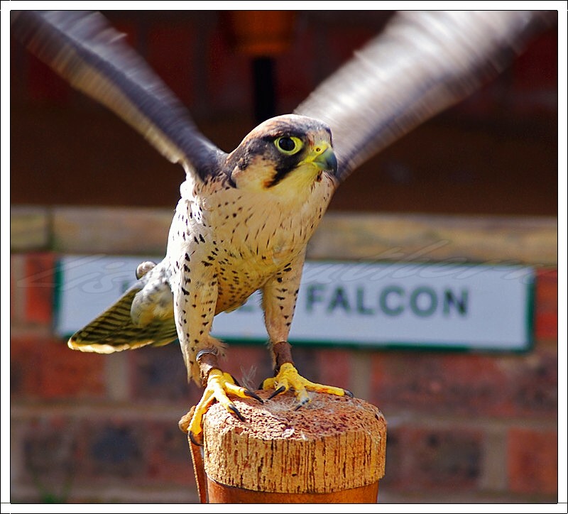 Lanner Falcon
