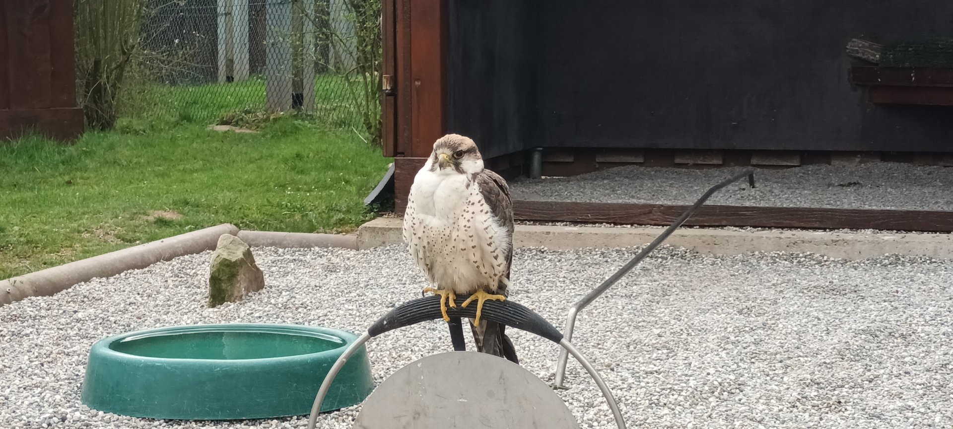 Lanner Falcon