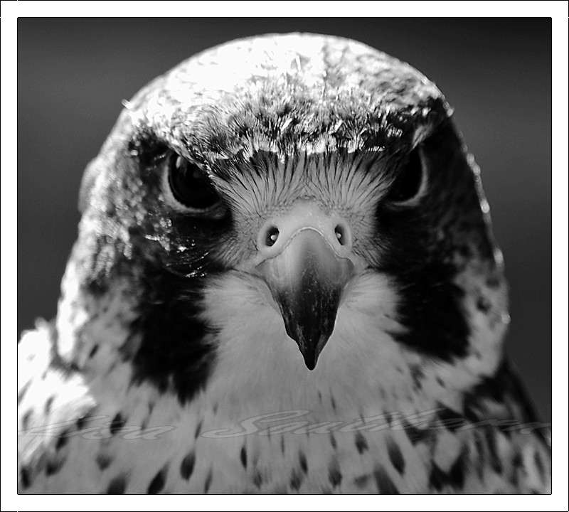 Lanner Falcon