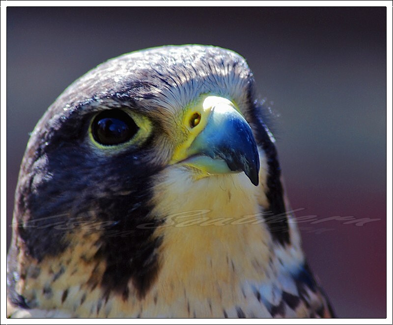 Lanner of Peregrine?