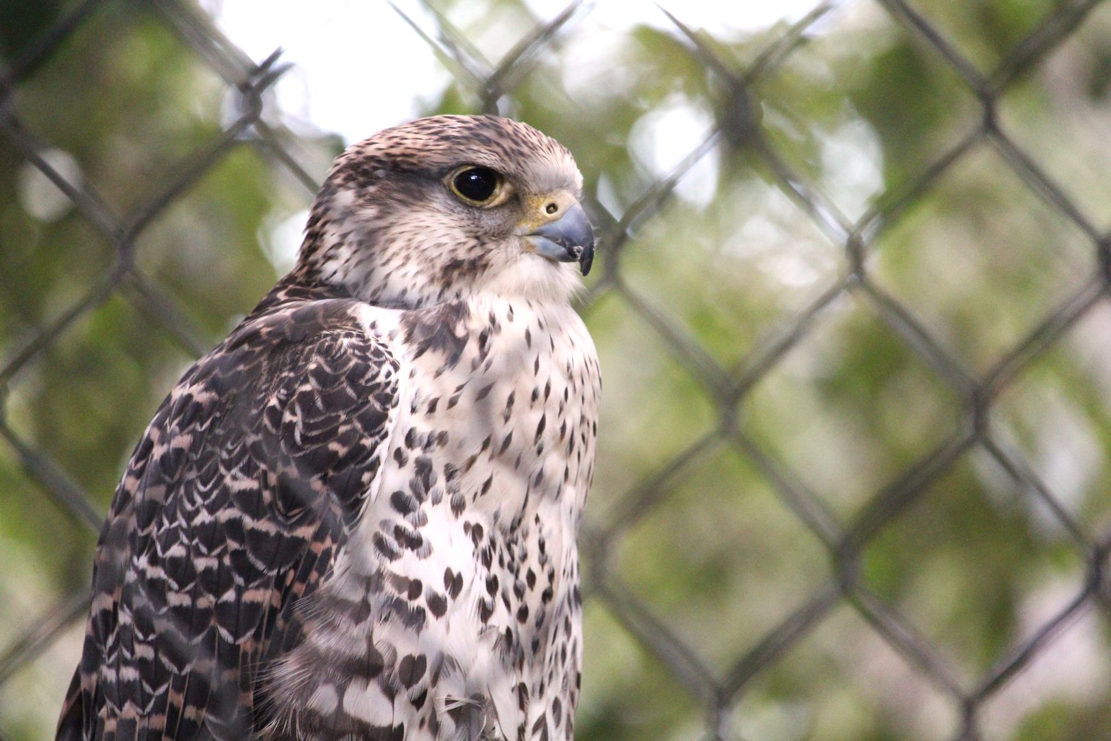 Lanner x Saker Falcon Hybrid