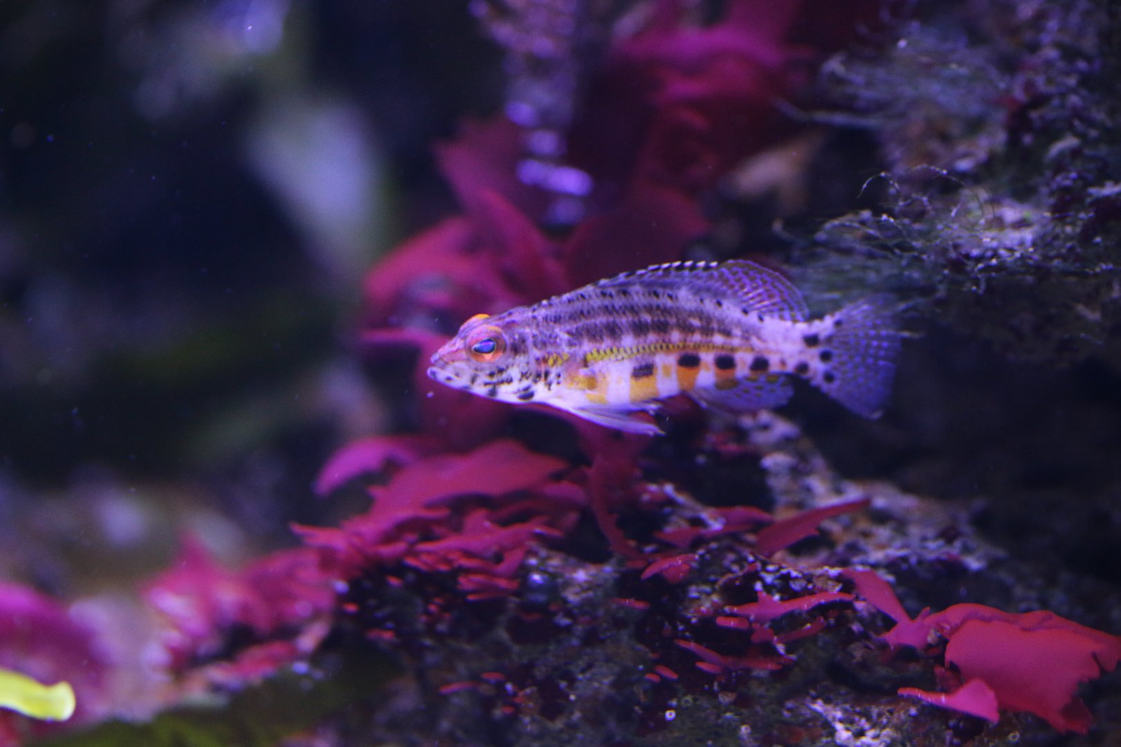 Lantern Bass (Serranus baldwini)