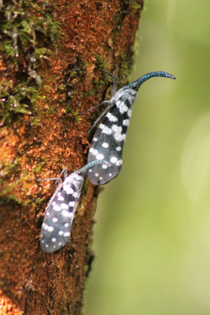 Lantern Bugs (Pyrops maculatus)