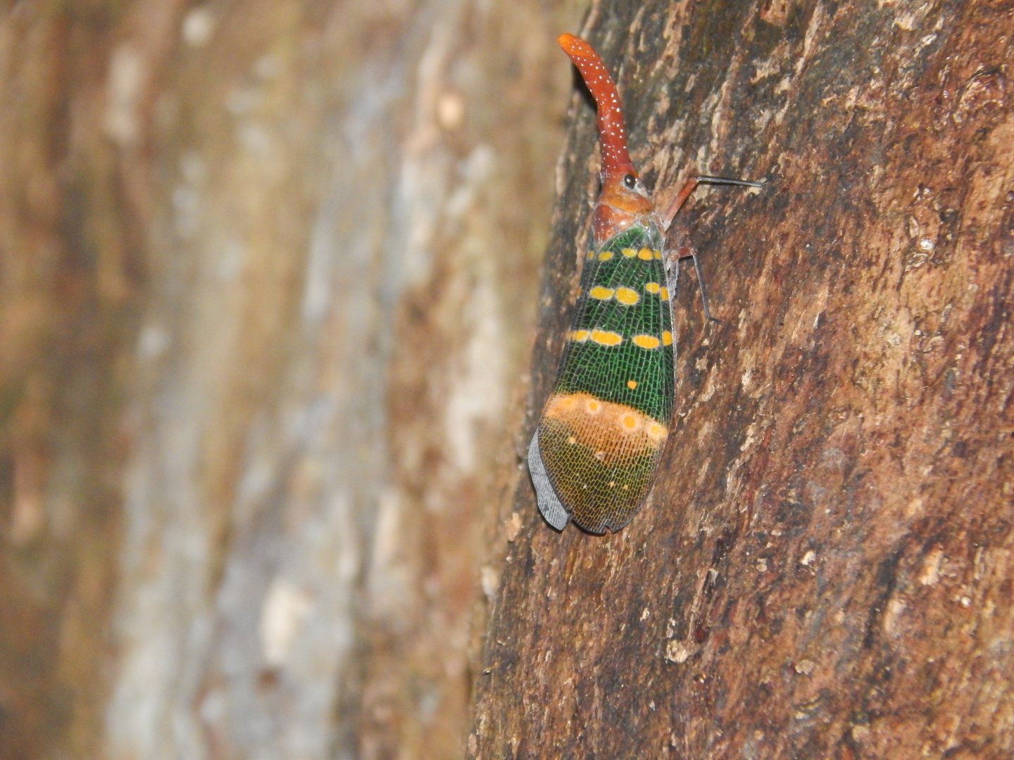 Lanternbug (Pyrops sp.)