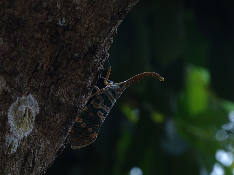 Lanternfly (Pyrops candelaria)