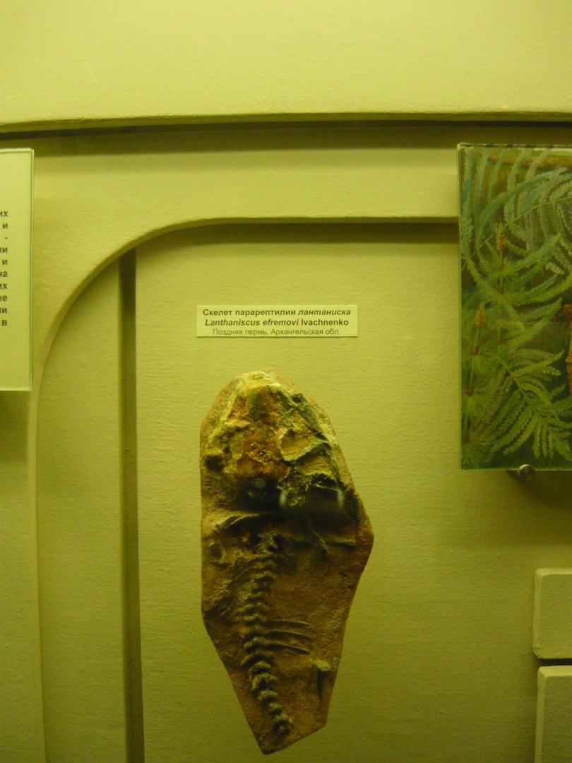 Lanthaniscus efremovi