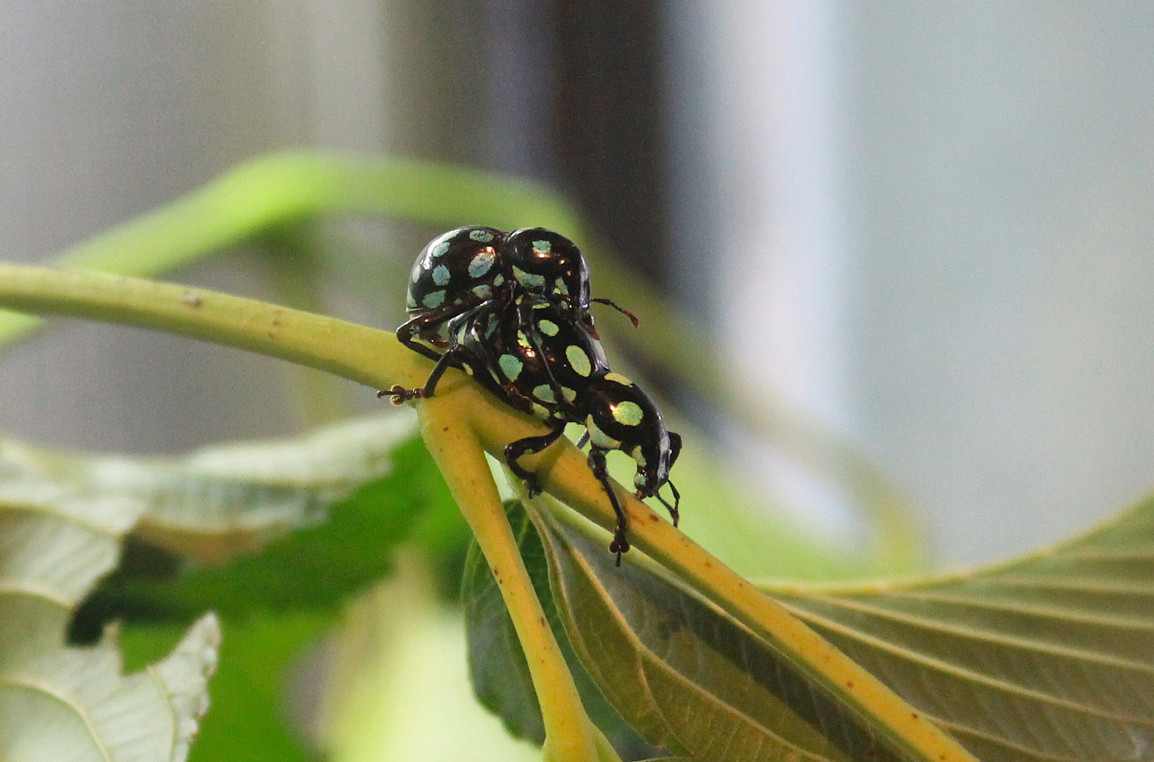 Lanyu Flightless Weevils (Pachyrhynchus sarcitis kotoensis)