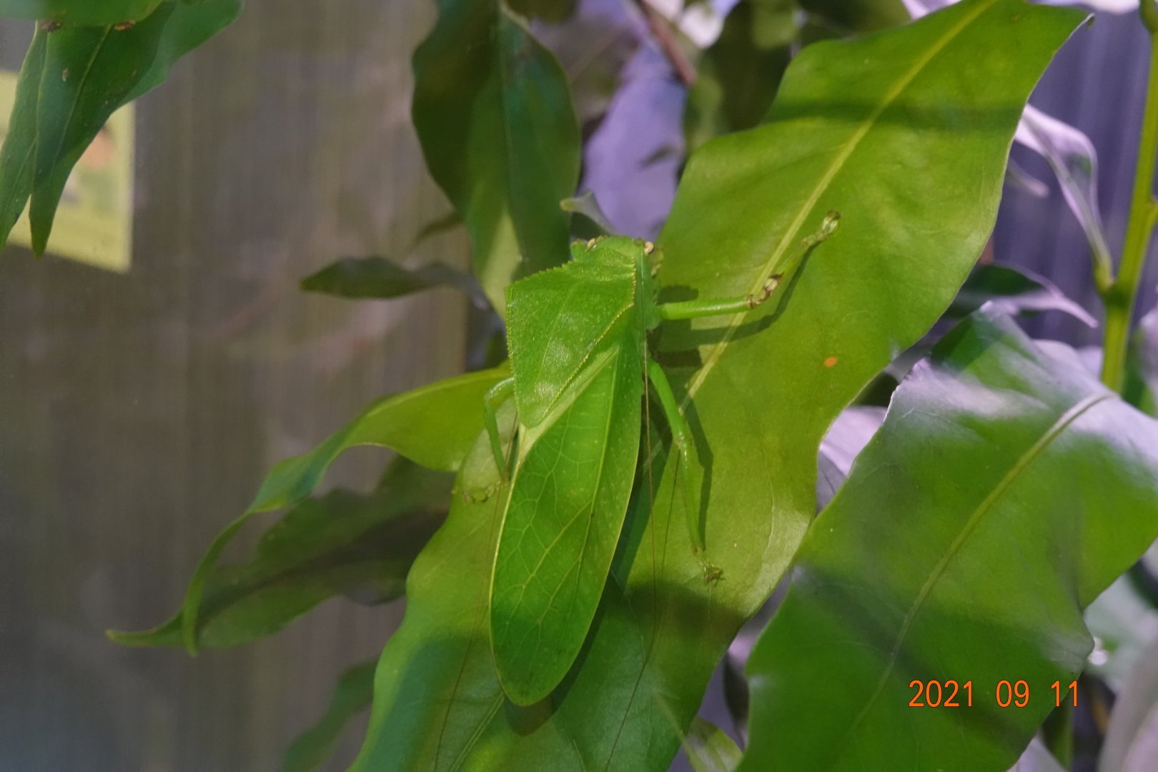 Lanyu Giant Katydid (Phyllophorina kotoshoensis)