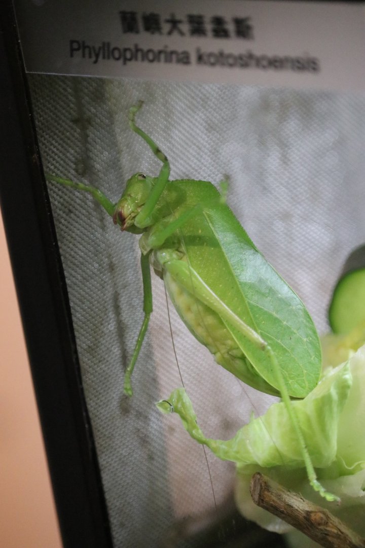 Lanyu Giant Katydid (Phyllophorina kotoshoensis)