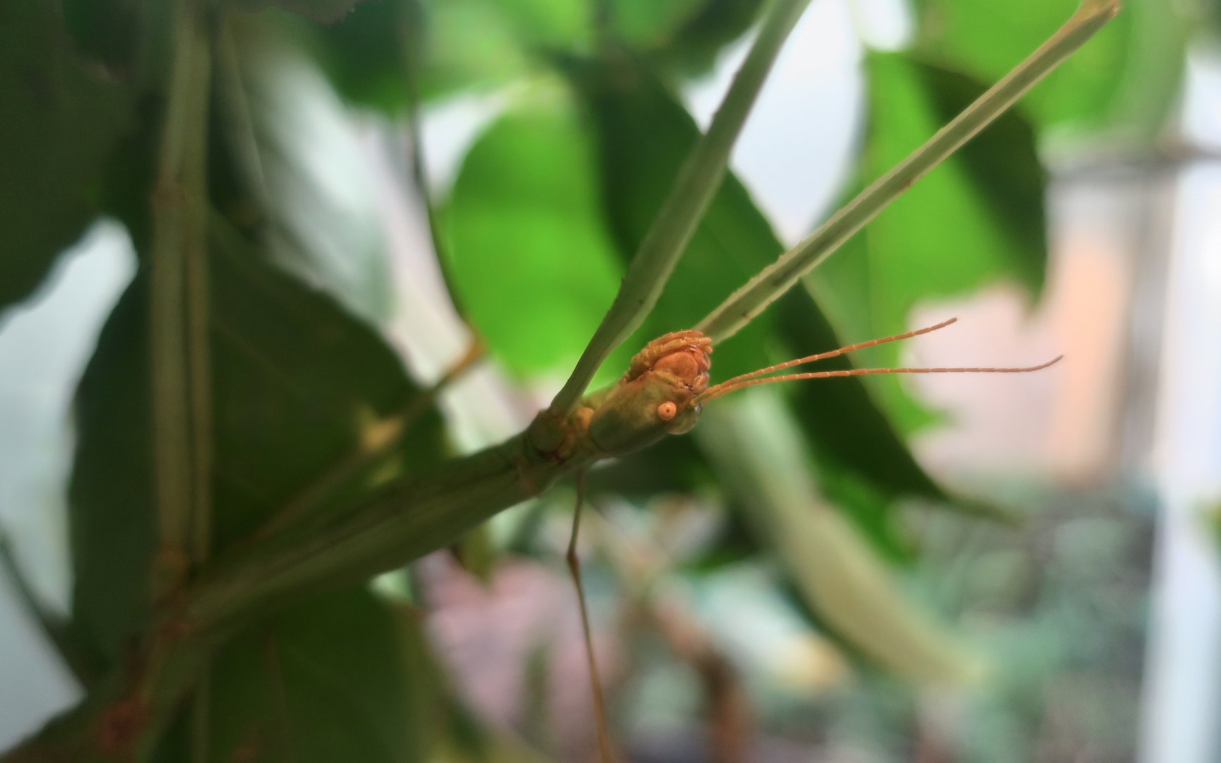 Lanyu Giant Stick Insect (Phasmotaenia lanyuhensis)