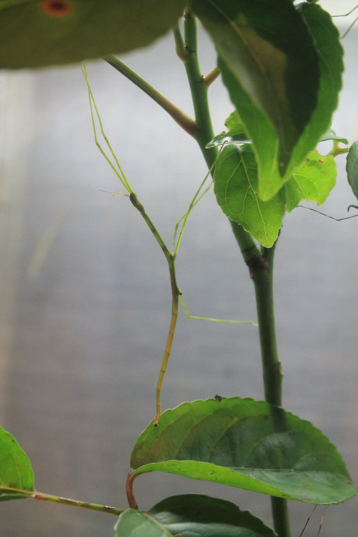 Lanyu Giant Stick Insect (Phasmotaenia lanyuhensis)