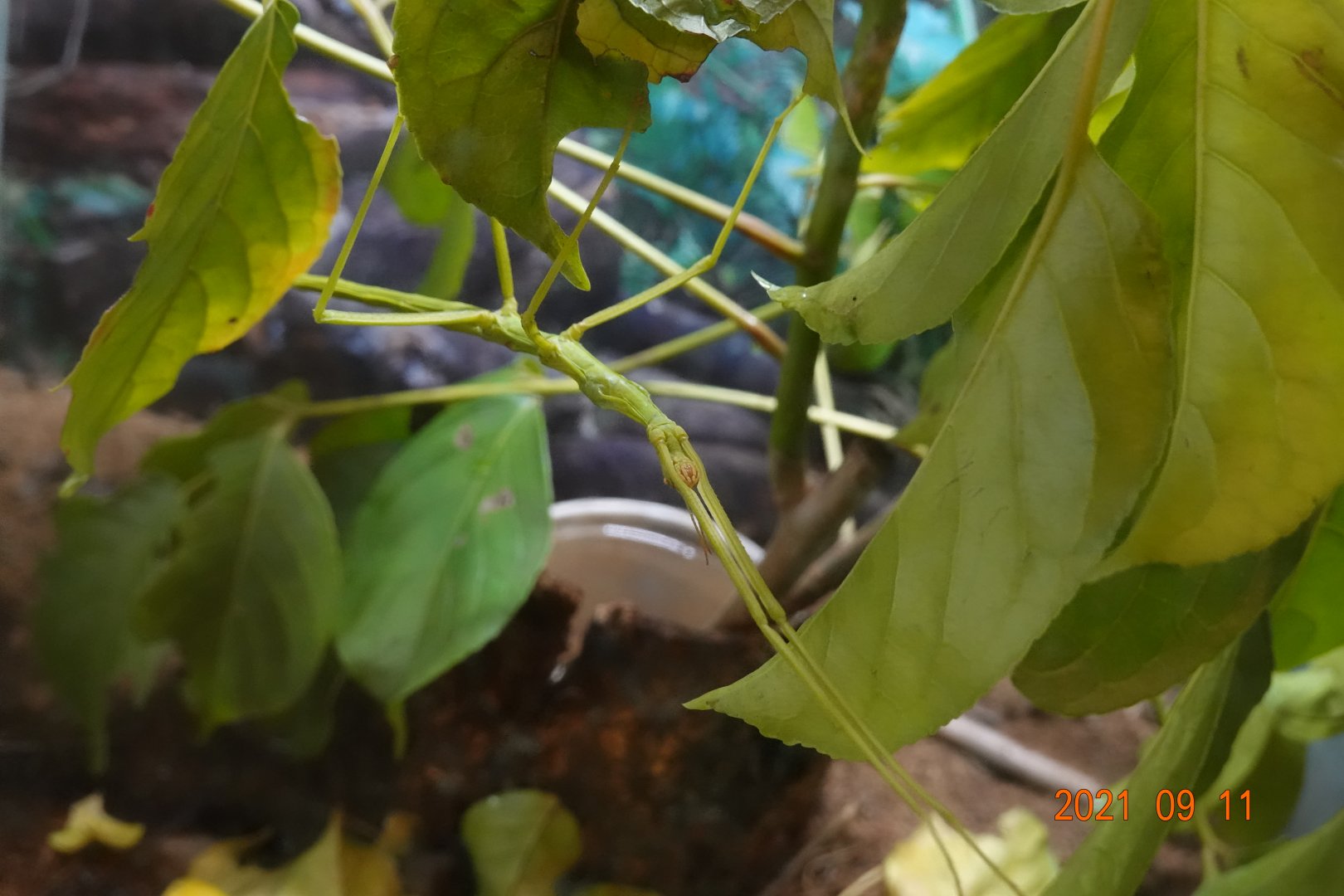Lanyu Giant Walking Stick (Phasmotaenia lanyuhensis)