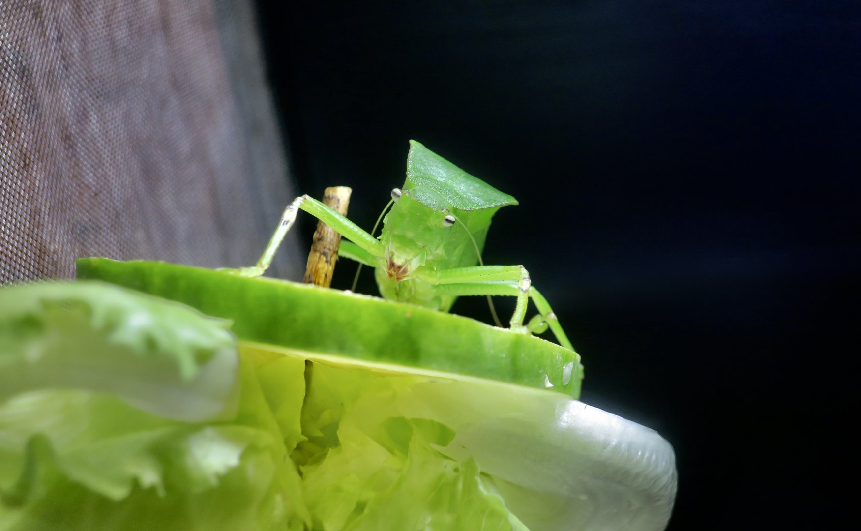 Lanyu Hooded Katydid (Phyllophorina kotoshoensis)