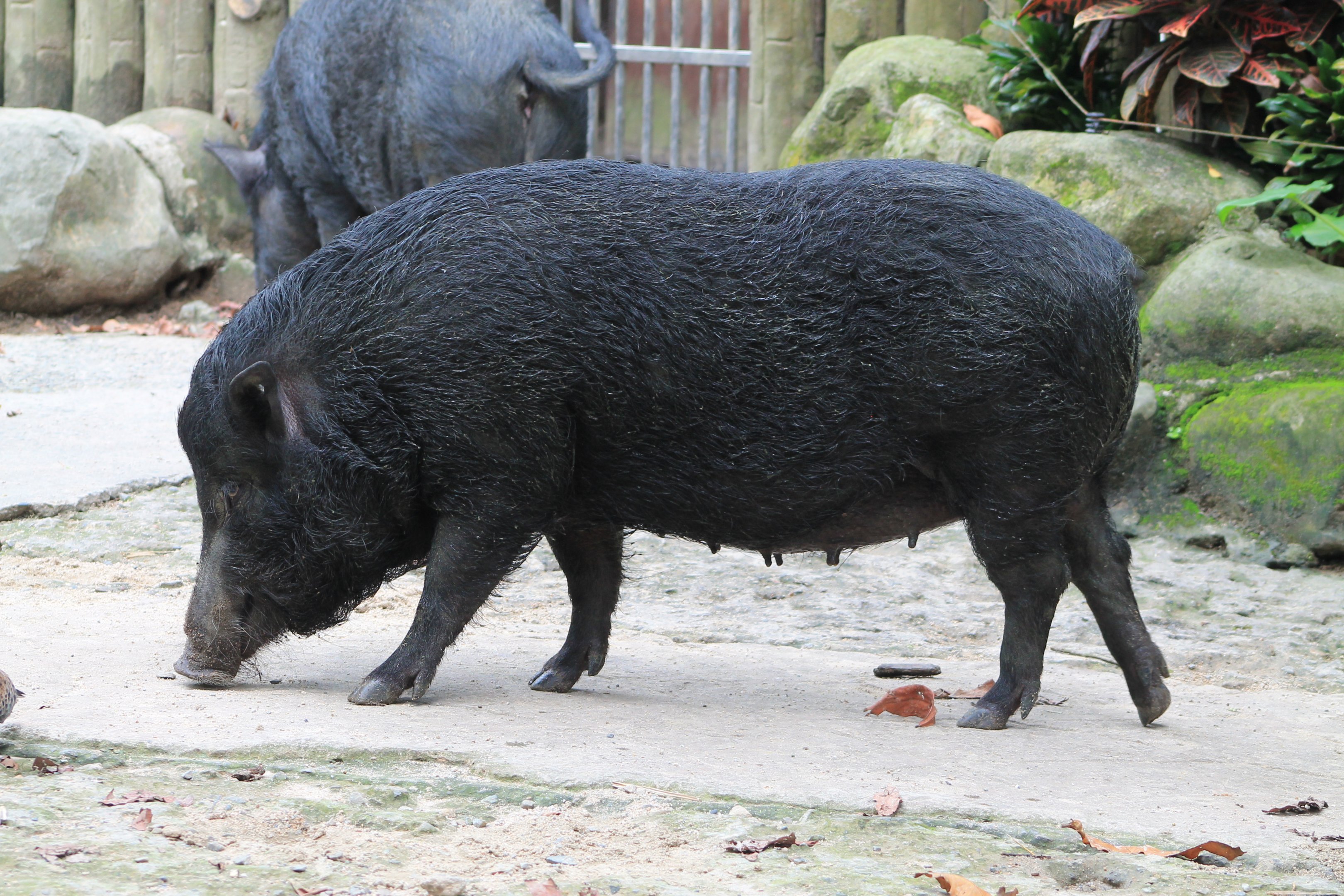 Lanyu Island Pig
