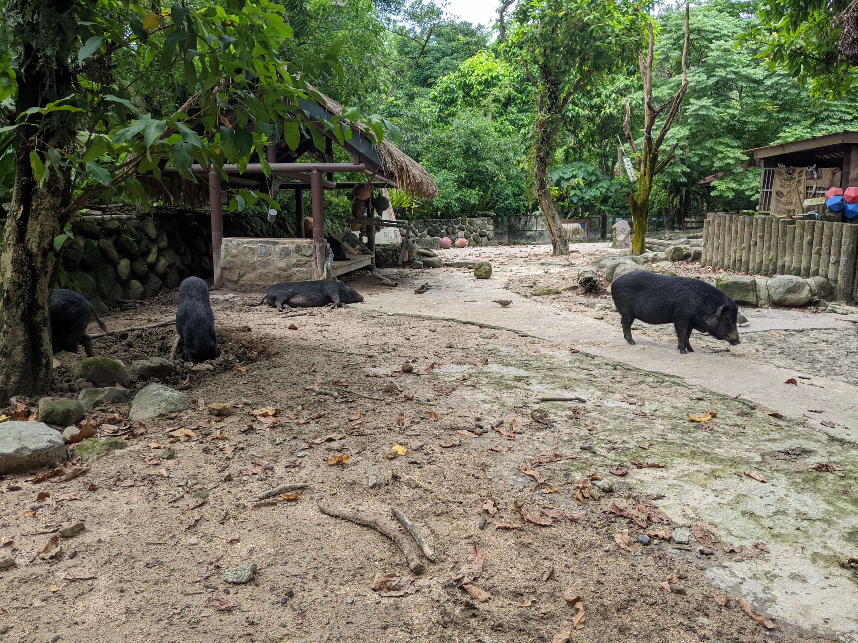 Lanyu Island Pigs