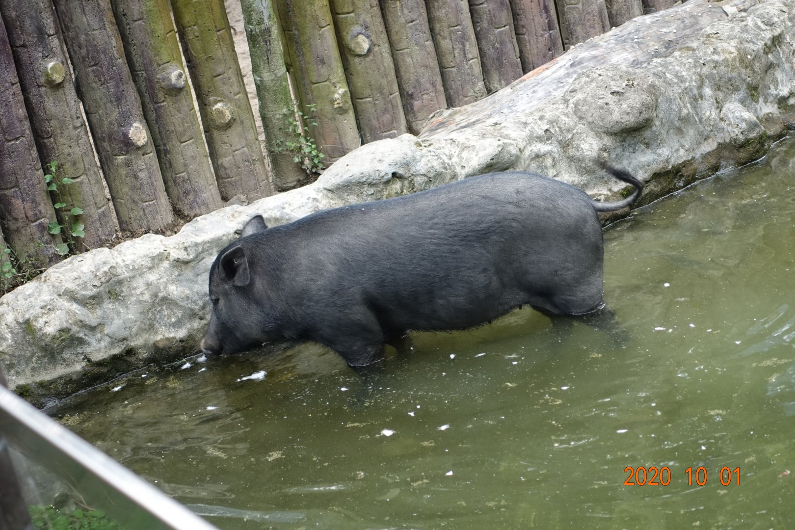 Lanyu Pig (Sus scrofa domestica)