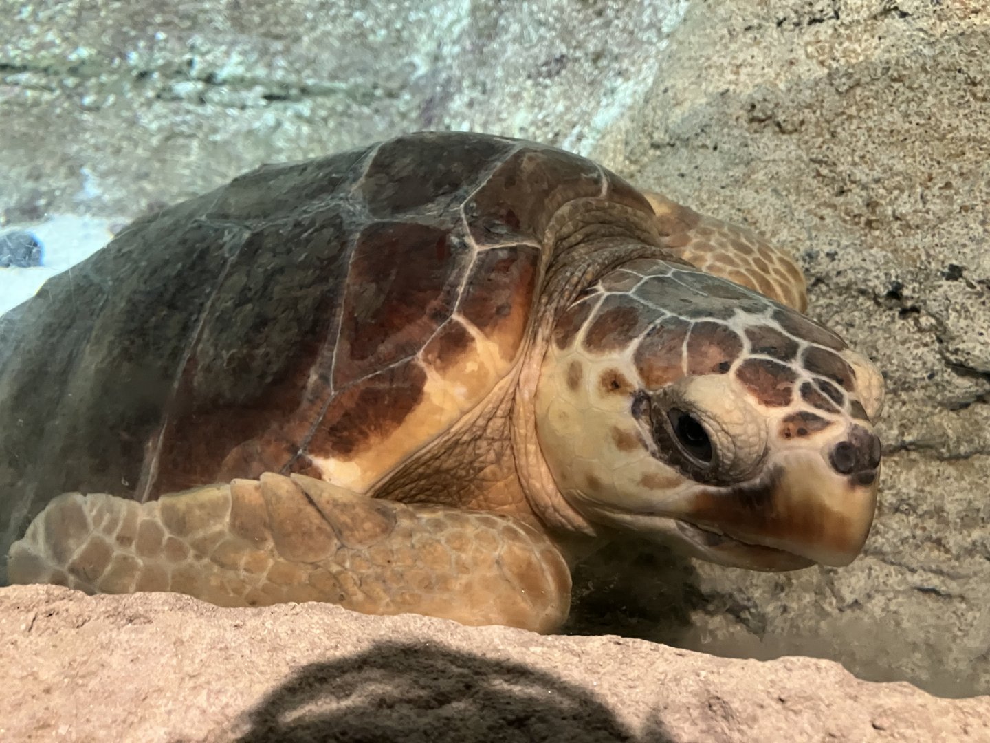 Lanzarote Aquarium 14/07/2024