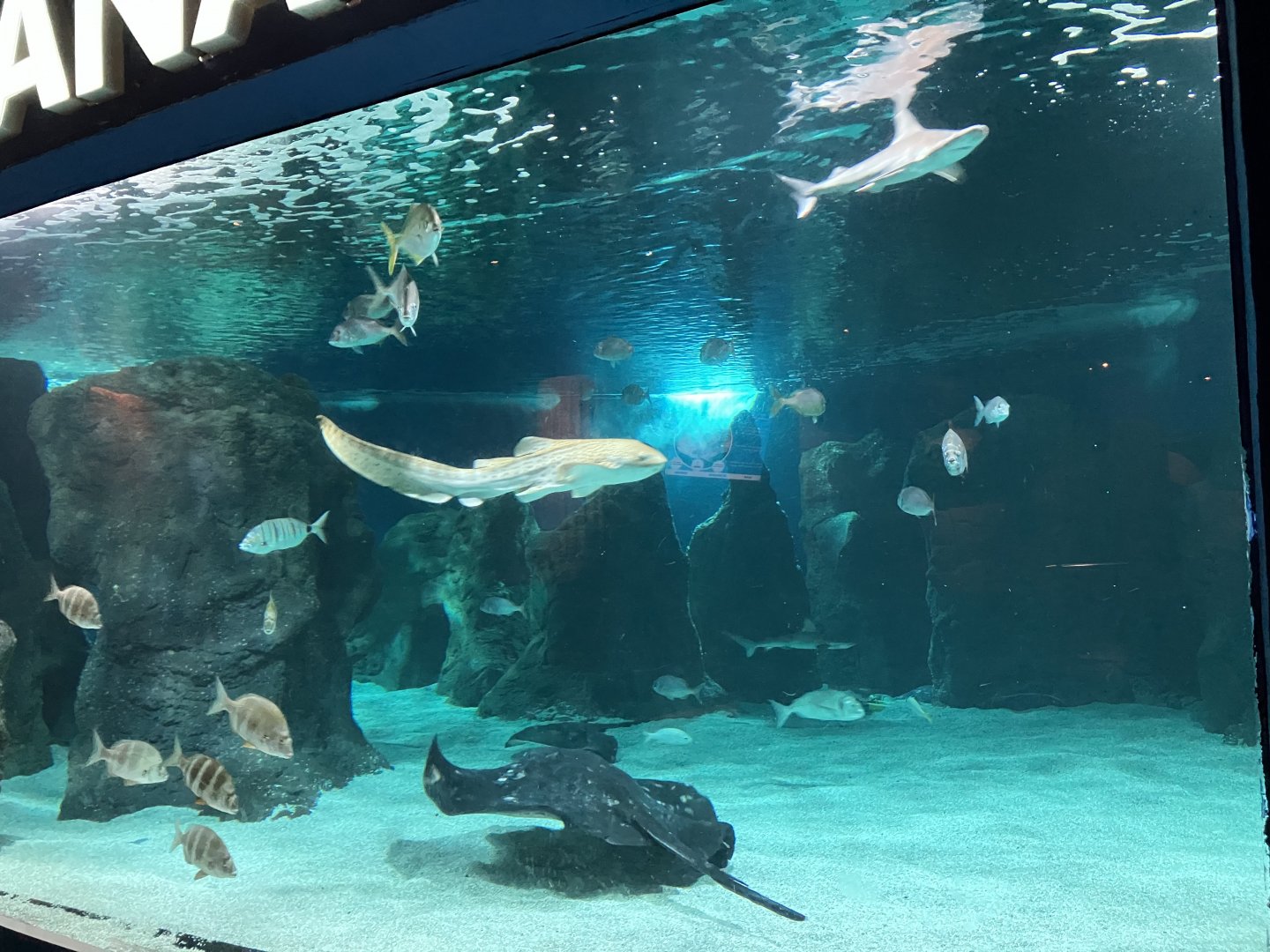Lanzarote Aquarium 14/07/2024