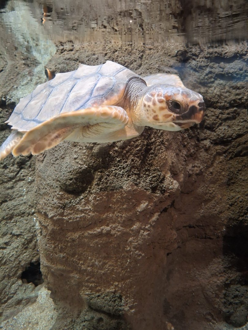 Lanzarote Aquarium 14/07/2024