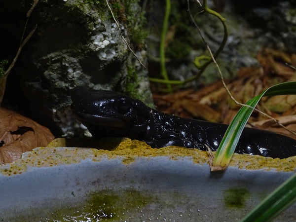 Lanza's Alpine salamander (Salamandra lanzai)