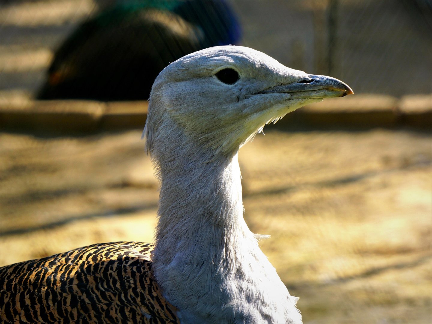 Lanzhou Zoo - Great bustard