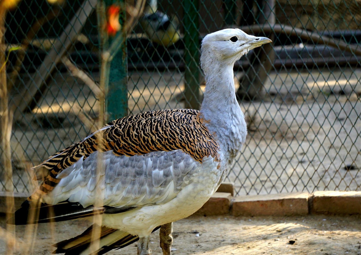 Lanzhou Zoo - Great bustard