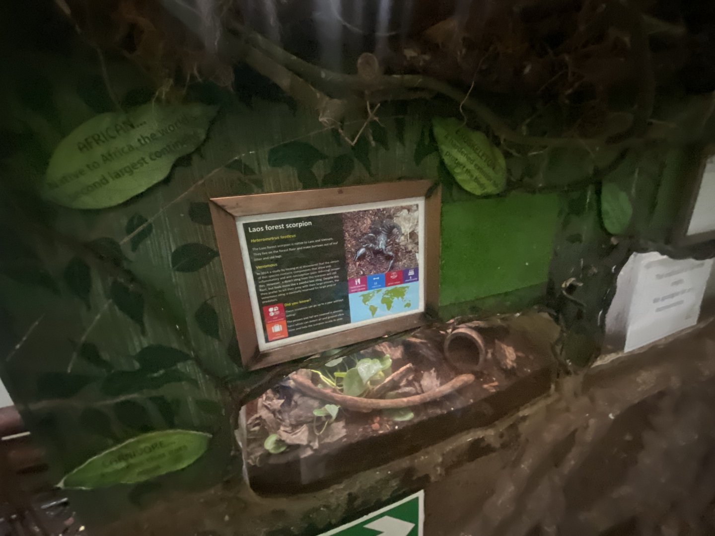 Laos forest scorpion exhibit 050924