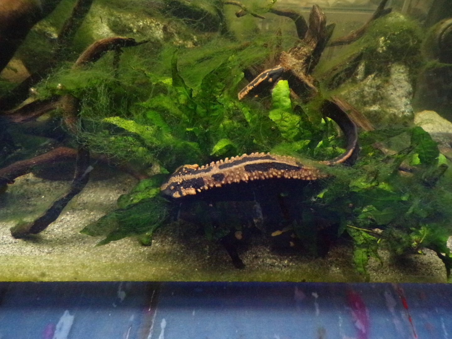 Laos warty newt 11.2.25