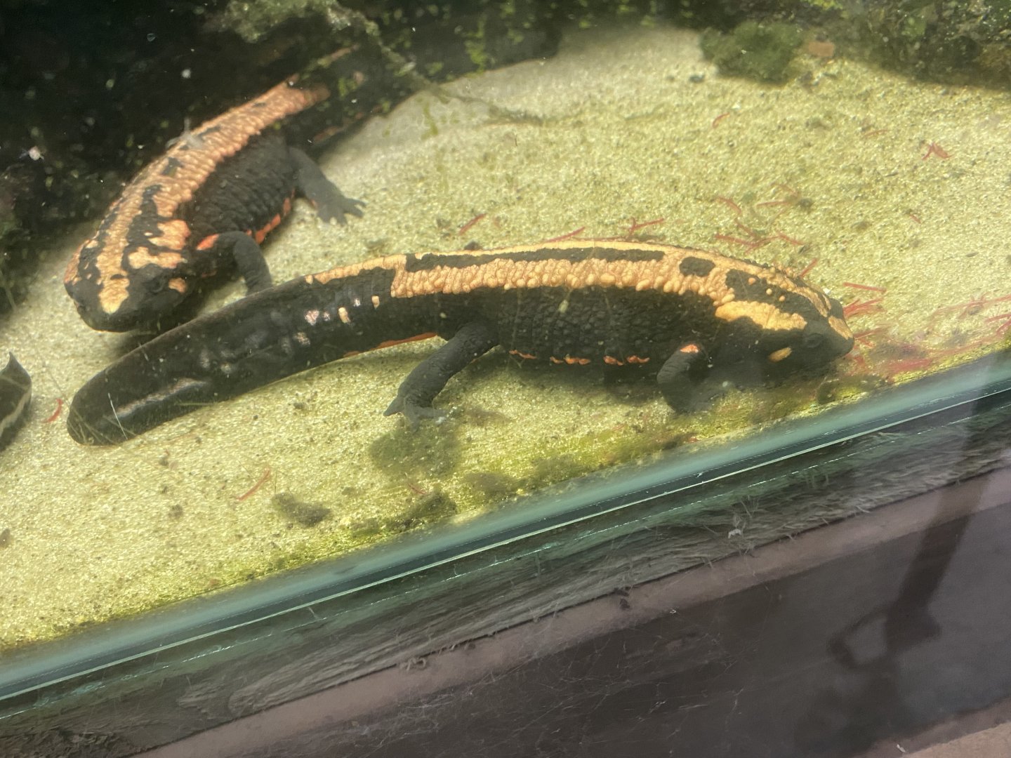 Laos warty newt 111224