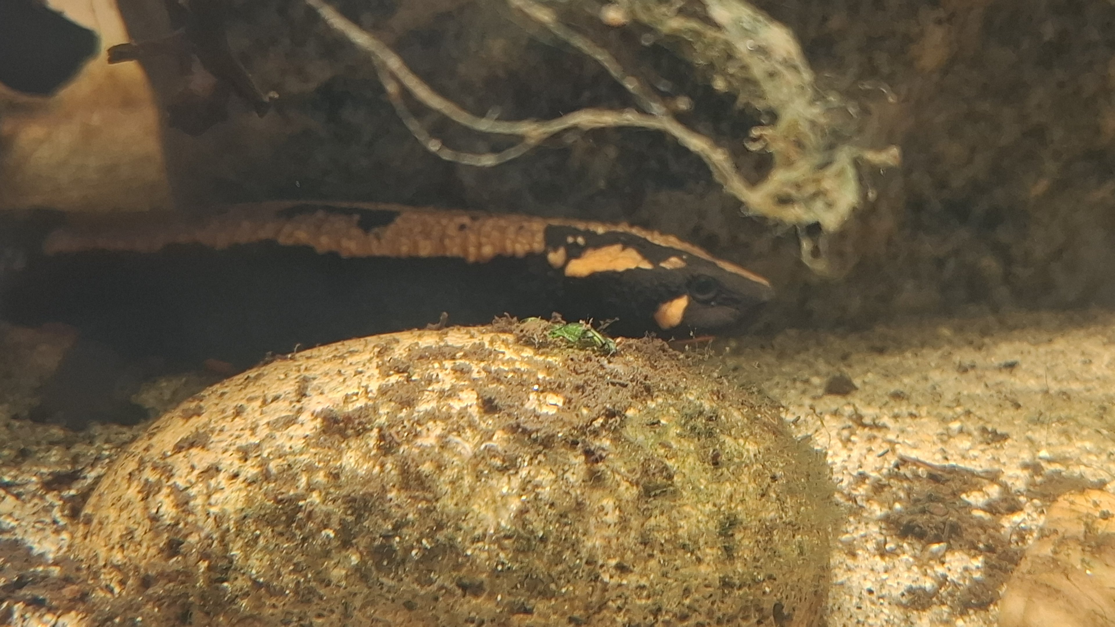 Laos Warty Newt at London, 22nd June 2024