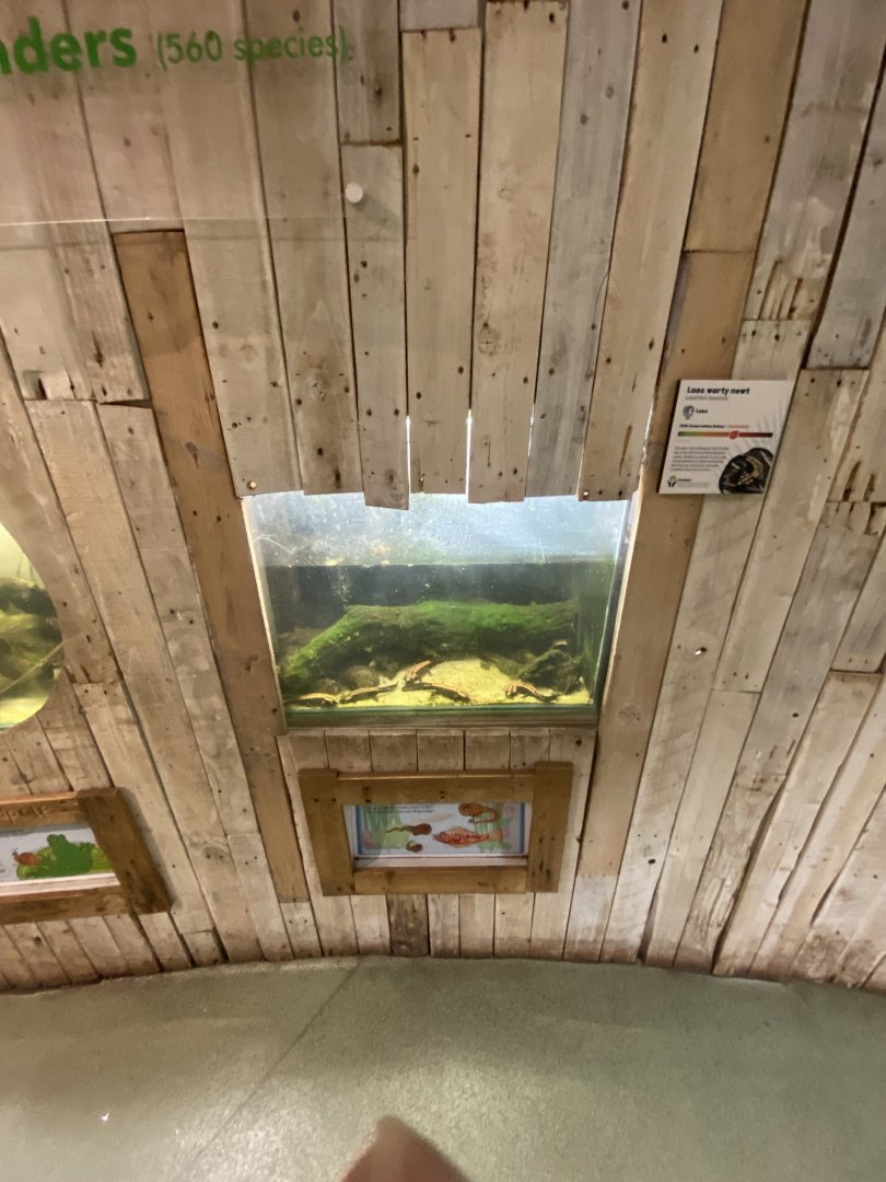 Laos warty newt exhibit 111224