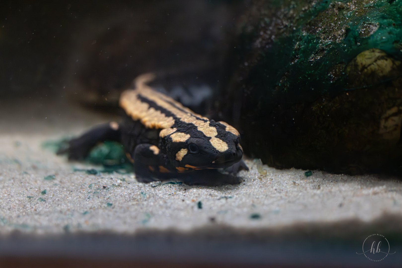 Laos Warty Newt / Paignton / 15-3-24