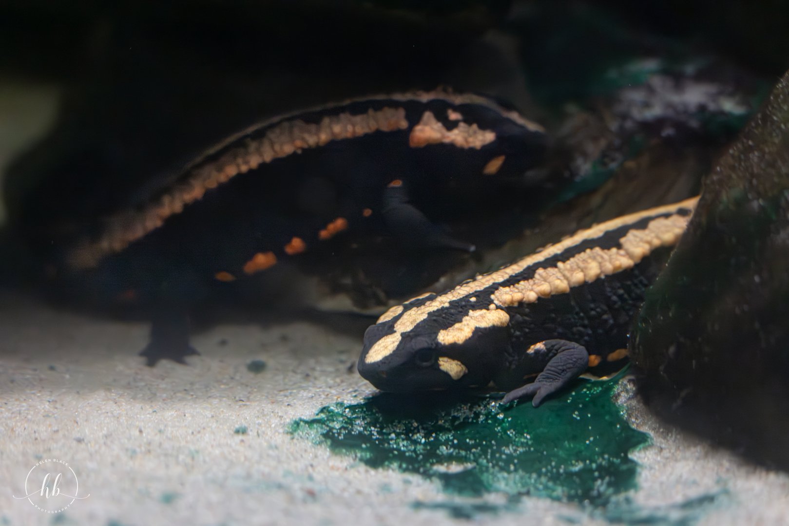 Laos warty newts / Paignton / 15-3-24