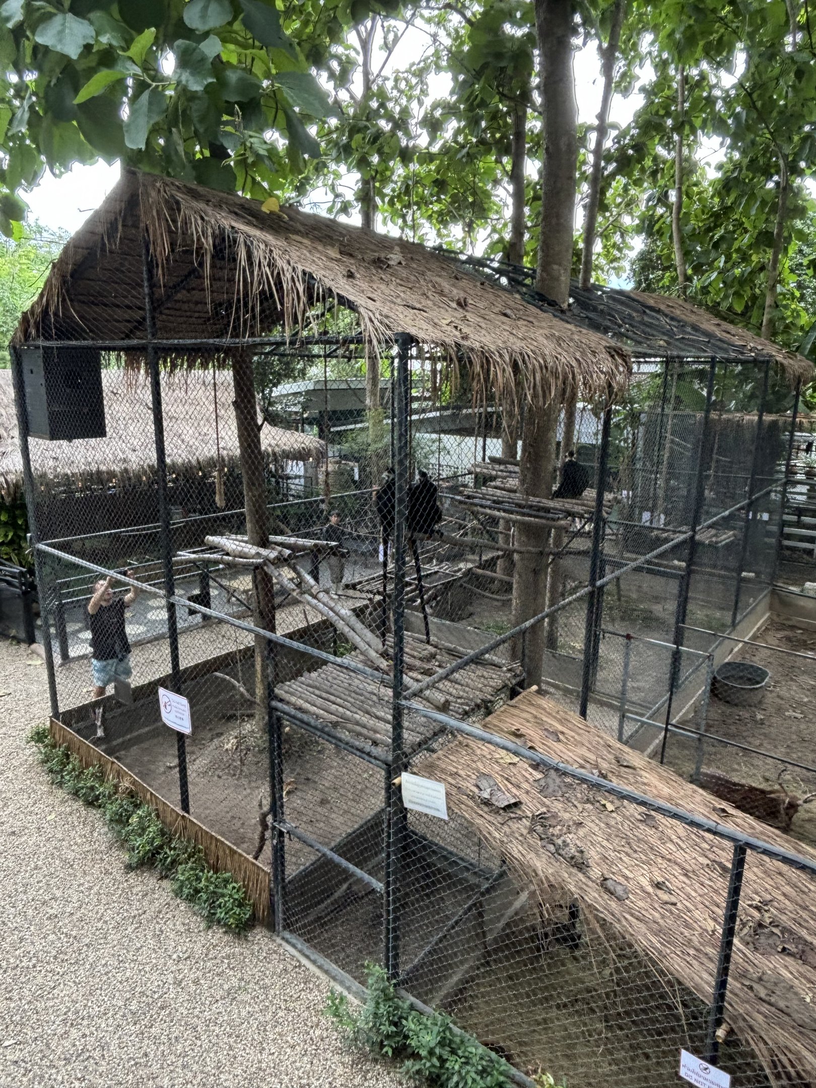 Laotian Langur Exhibit - Lanna Mini Zoo