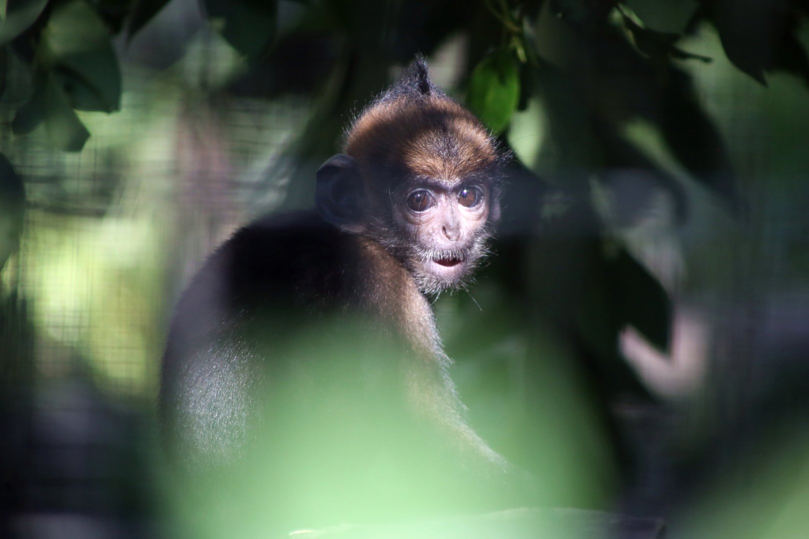 Laotian Langur Juvenile