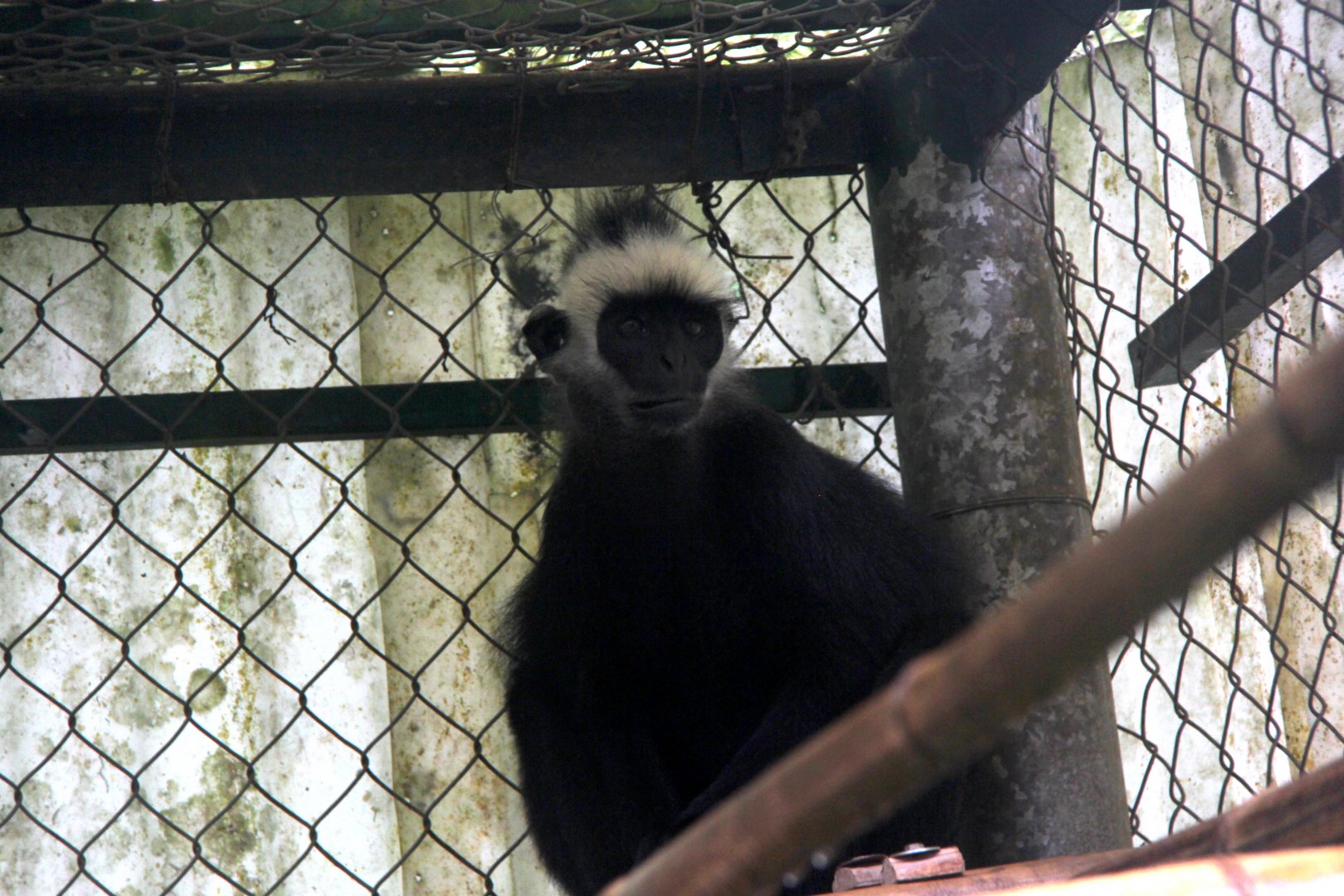 Laotian langur or white-browed black langur (Trachypithecus laotum)