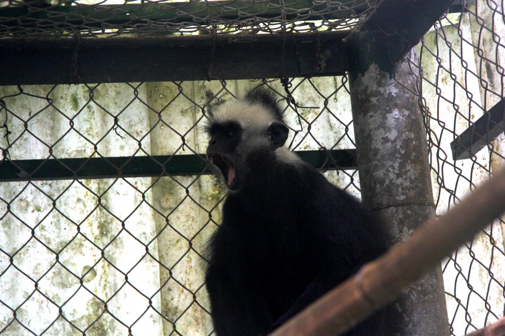 Laotian langur or white-browed black langur (Trachypithecus laotum)