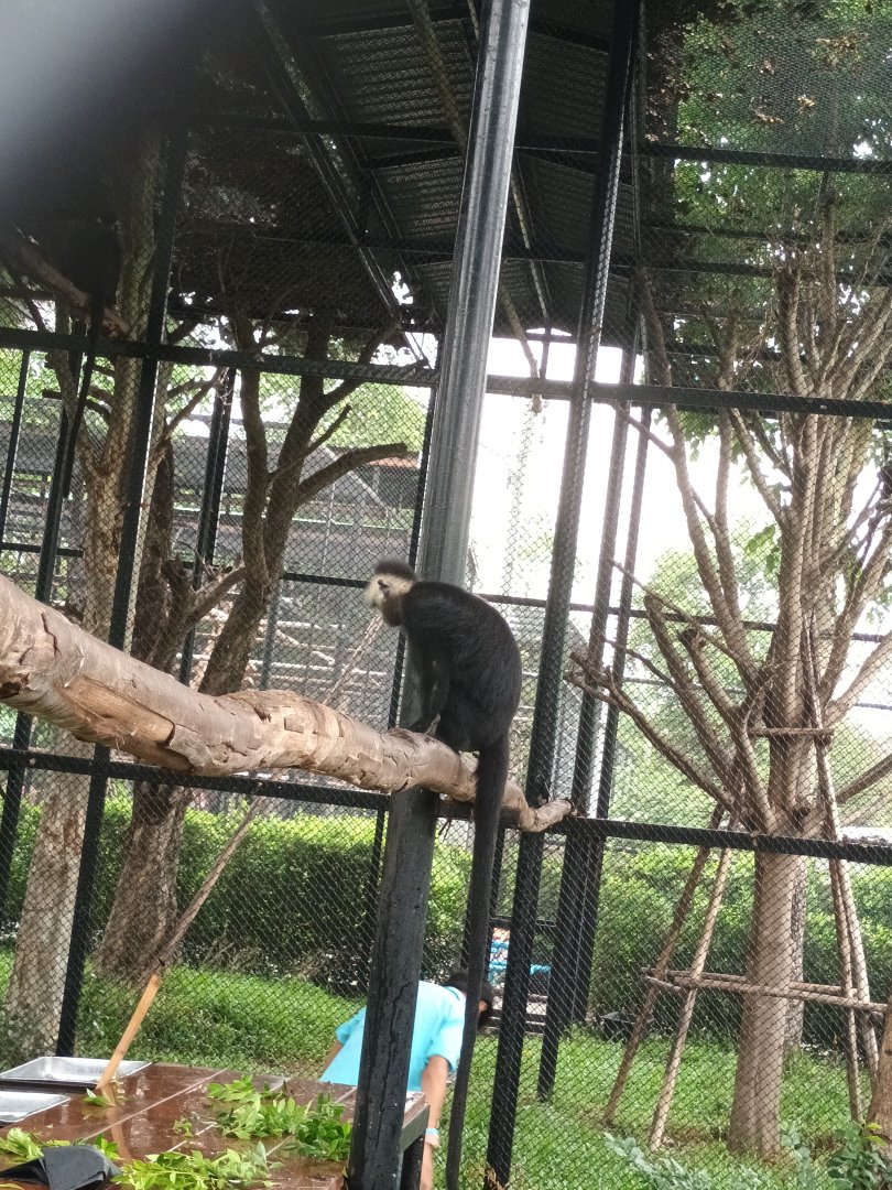 Laotian langur :  Sriayuthaya Lion Park