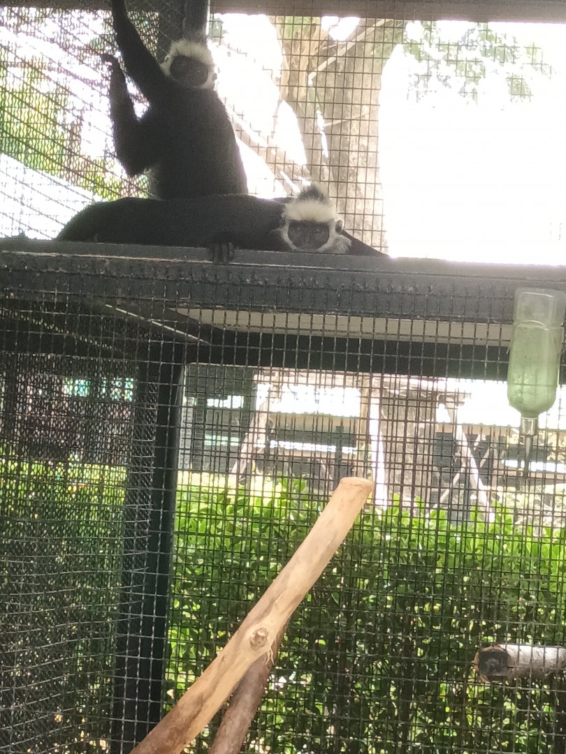 Laotian langur : Sriayuthaya Lion Park