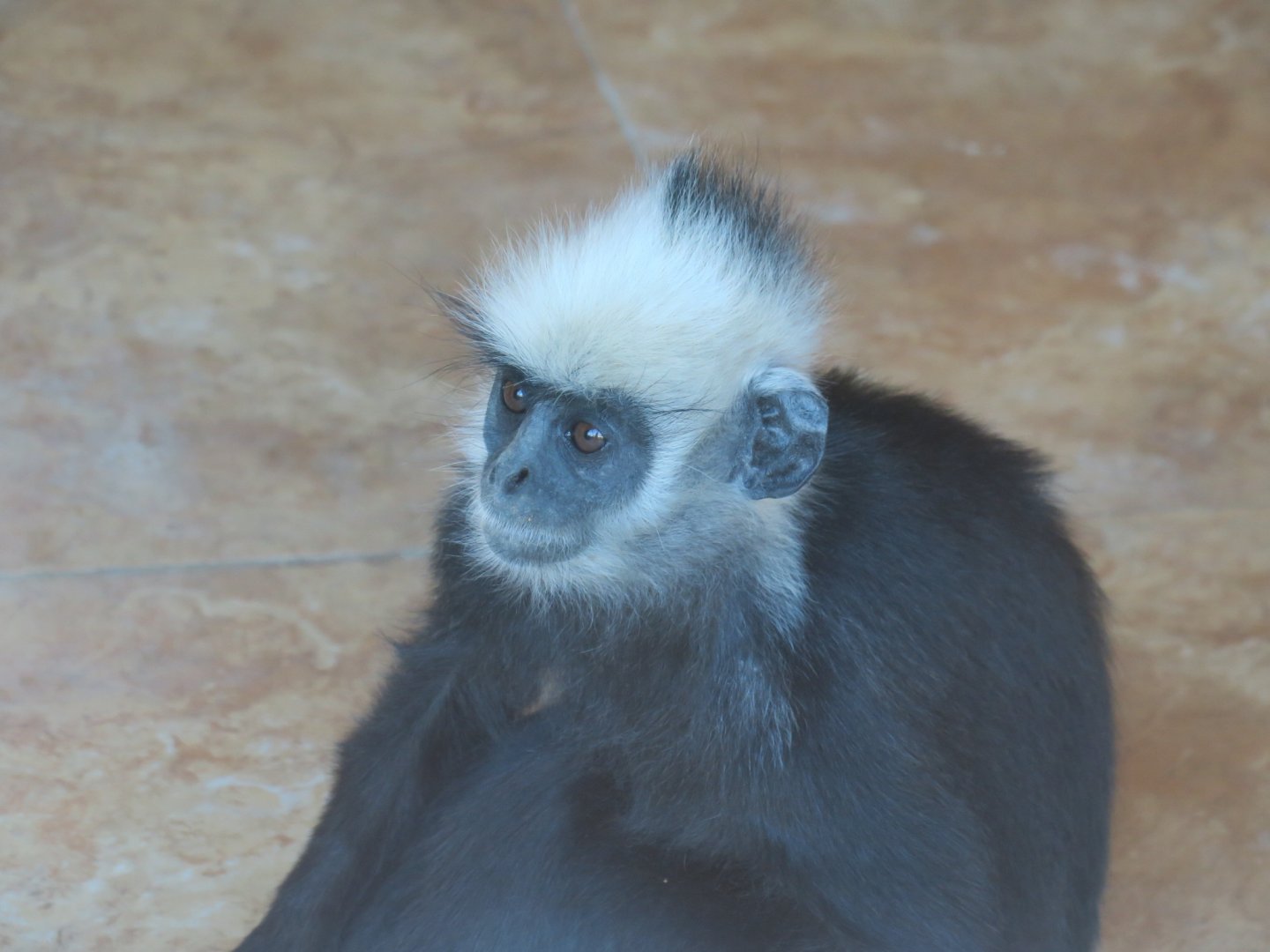 Laotian langur (Trachypithecus laotum)