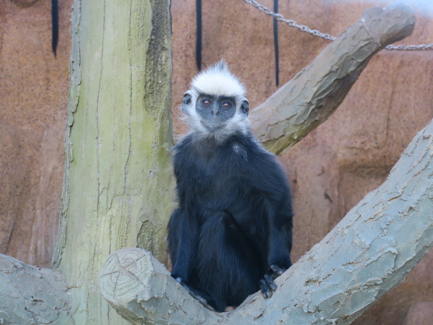 Laotian langur (Trachypithecus laotum)